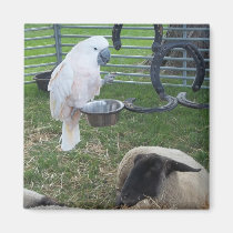 La birdie et les moutons magnets