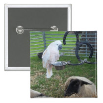 La birdie et les moutons badges publicitaires