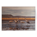 La carte/Sandhill tend le cou @ Innoko NWR