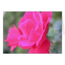 La carte vierge de Rose