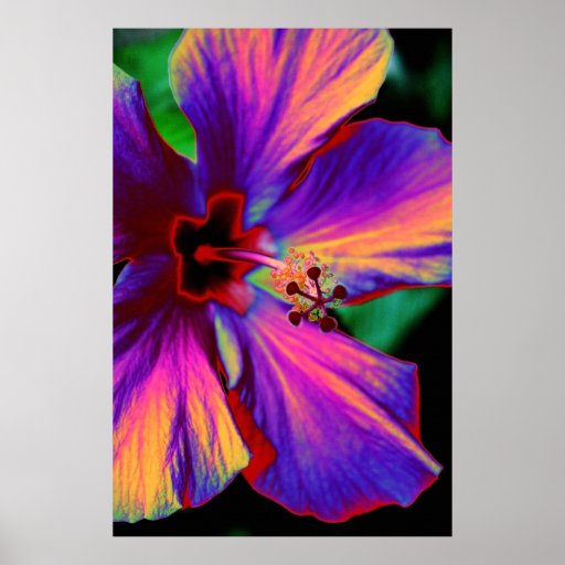 La fleur magique affiche