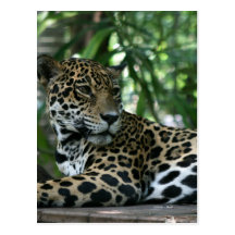 La Floride Jaguar regardant de retour se couchant Cartes Postales