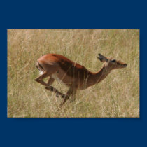 la gazelle de thompson courant posters