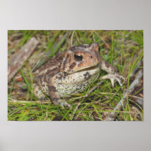 La grenouille posters