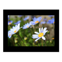 La marguerite des prés bleue fleurit la carte post