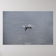 La mouette de pêche plonge pour l'affiche de photo