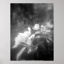 la pomme fleurit #2, noir et blanc poster