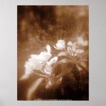 la pomme fleurit #2, sépia poster
