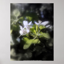 la pomme fleurit #6 posters