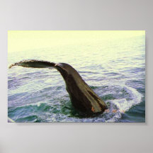 La queue de la baleine posters