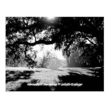 La savane carte postale