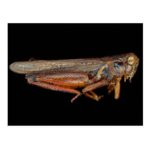 La Science - entomologie - le specimin Cartes Postales