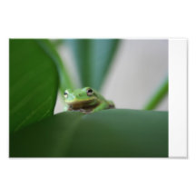 La vie de la grenouille  tirage photo