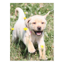 Labrador retriever carte postale