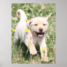 Labrador retriever posters