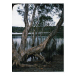 Lac brown carte postale