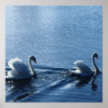 Lac swan posters