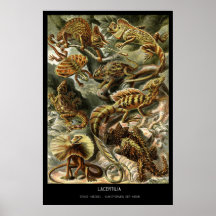 Lacertilia - Bord 79 - Kunstformen der Natur Poster