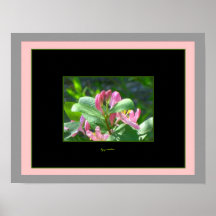 L'affiche de photo du rose 2 de chèvrefeuille gret