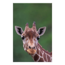 L'Afrique, Kenya, ranch d'impala. Réticulé