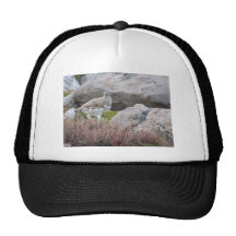 Lagopède alpin coupé la queue par blanc casquettes