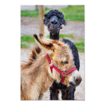 Lama et âne photo d’art