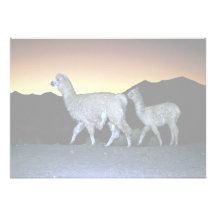 Lama's bij zonsondergang uitnodigingen
