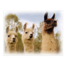 Lamas Cartes Postales