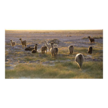 Lama's in de Zonsondergang Persoonlijke Fotokaart