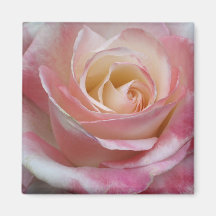 L'amoureux rose s'est levé magnets pour réfrigérateur