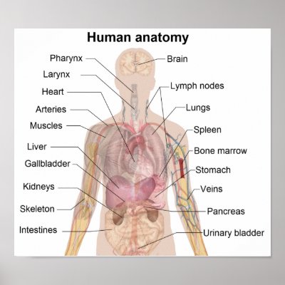 Anatomie Humaine