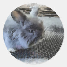 Lapin Adhésifs