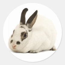 Lapin blanc mignon autocollant rond