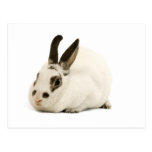 Lapin blanc mignon carte postale