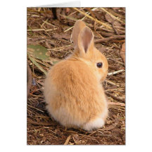 Lapin de bébé mignon ! carte de vœux
