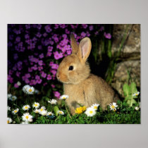 Lapin et fleur poster