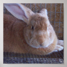 lapin poster