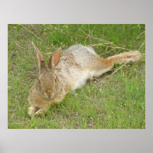 Lapin sur la coupure affiches