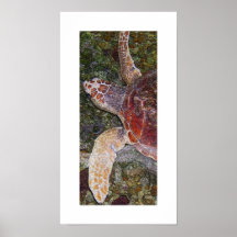 l'aquarium affiche