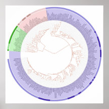 L'arbre phylogénétique du diagramme circulaire de  posters