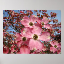 L'art de fleurs de cornouiller de ressort imprime  posters