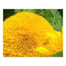 L'art de photographie de tournesol imprime le jard