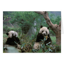 L'Asie, Chine, Chengdu. Sanctuaire de panda géant  Cartes