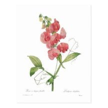 Latifolius de Lathyrus Cartes Postales