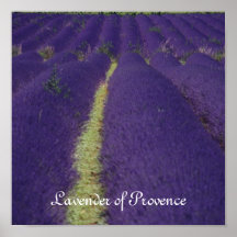 Lavande de la Provence Poster