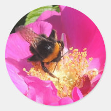 Le bourdon sur une rose autocollants