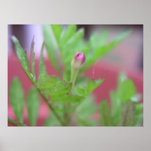 Le bourgeon poster