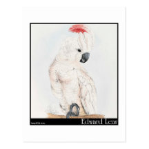 Le cacatoès Saumon-Crêté d'Edward Lear Carte Postale