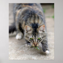 le chat a attrapé un lézard