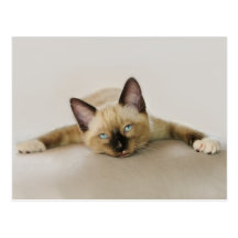 Le cool de séjour et refroidissent le chaton cartes postales